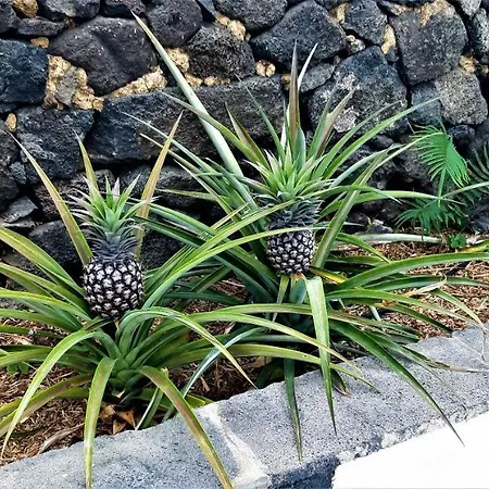 Quinta Do Bom Despacho Ponta Delgada (Sao Miguel)