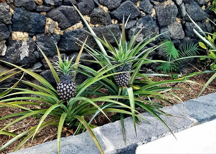 Quinta Do Bom Despacho Ponta Delgada